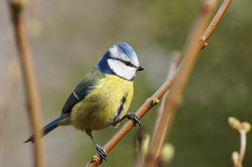 Obraz premium Eurasian blue tit (Cyanistes caeruleus)