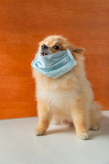 Dog wearing air pollution mask for protect dust PM2.5,Pomeranian, small breed dogs, put on a health mask sit on a white table
