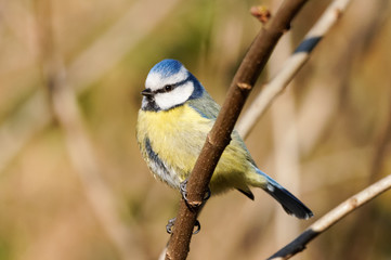 Eurasian blue tit (Cyanistes caeruleus)