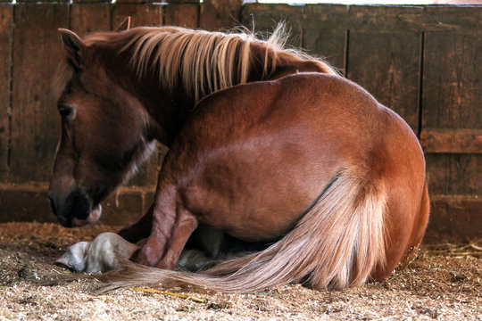 Pferd, schläft
