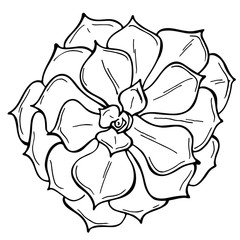Hand drawn outline succulent on a white background. Flowers in the desert. Vector illustration. Perfect for coloring book, greeting card, print.