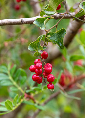 Sarsaparilla - Smilax Aspera with juicy red berries. The photo was taken in October in Crete, Greece