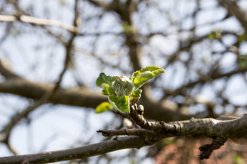 Apfelbaum, Knope