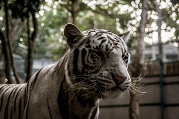 thai white tiger