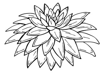 Hand drawn outline succulent on a white background. Flowers in the desert. Vector illustration. Perfect for coloring book, greeting card, print.