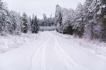 Obraz premium Winter landscape of forest, woodland covered in white snow
