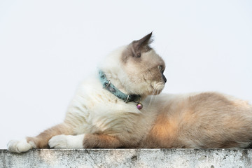 Scottish fold cat on white background