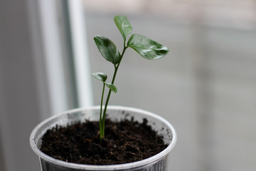 young plant in a plastic pot