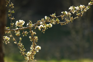Reneclaude, Blüten