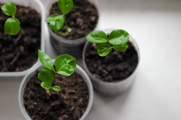 young plant in pot isolated on white,  grapefruit sprouts
