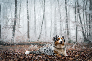 Australian shepherd running through the snow on a winter day 25