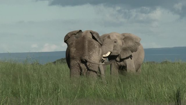African Elephant (Loxodonta africana) bull standing in grasslands eating, Amboseli N.P., Kenya