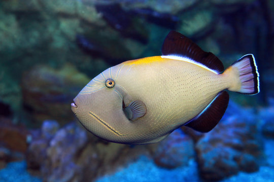 Melichthys indicus - Indian triggerfish