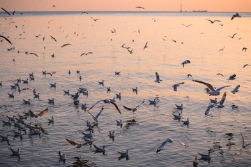 seagulls are swimming in the sea