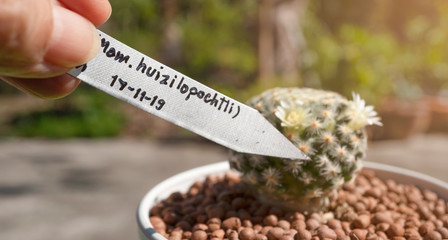 Label  of cactus name Mam. Huizilopochtli and date of planting holding  by botanist hand  to...