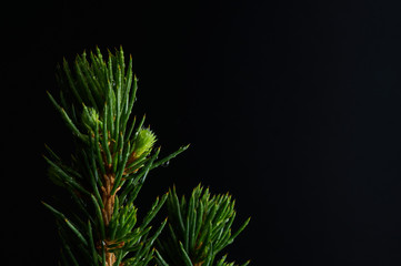 Canadian spruce in a pot close-up on a dark background