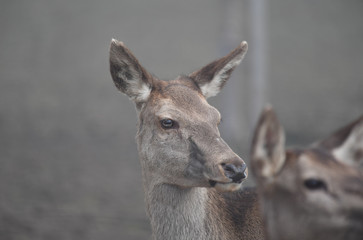 Europäische Rothirschkuh