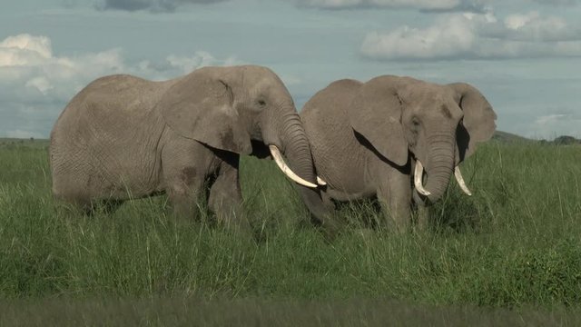 African Elephant (Loxodonta africana) bull standing in grasslands eating, Amboseli N.P., Kenya