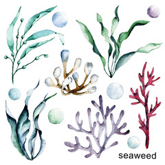 Underwater seaweed, coral set, watercolor cartoon marine illustrations. Perfectly for printing on kids textile, posters, labels, postcards. Isolated on white background. Hand painting. © Larisa