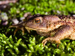 Head of a male specimen of Common or European toad (Bufo bufo) moving during the night in direction of the breeding pond
