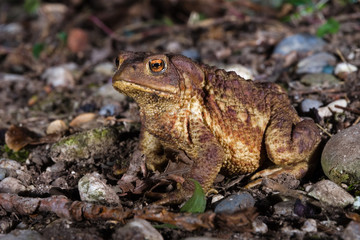 Male specimen of Common or European toad (Bufo bufo) moving during the night in direction of the breeding pond