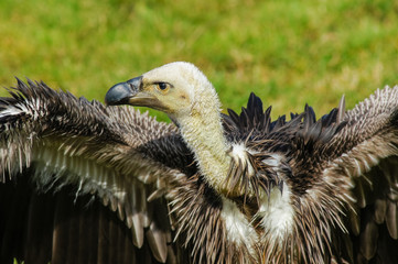 close up of  griffon vulture (Gyps fulvus)