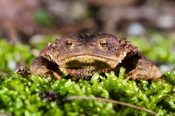 Frontal view of the head of a male specimen of Common or European toad (Bufo bufo) moving during the night in direction of the breeding pond