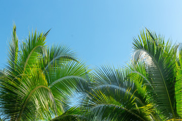 Fototapeta premium coconut palm tree in blue sky
