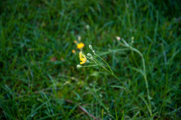 Solitaria