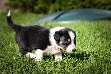 Naklejka na ściany i meble six week old border collie puppy. Tricolor teddybear. He look so ambitious. He is so cute and strong