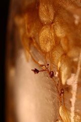 Fragment of a plant in a piece of ice