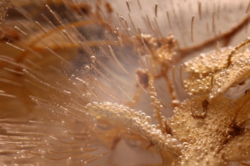 Fragment of a plant in a piece of ice