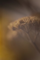 Macro photo of a plant fragment