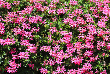 Baskets of hanging petunia flowers on balcony. Petunia flower in ornamental plant. Violet balcony flowers in pots. Background from flowering natural plants. Multi-colored petals and inflorescences. Fl