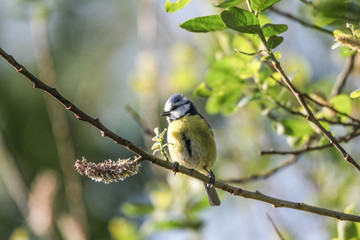 Obraz premium Blaumeise