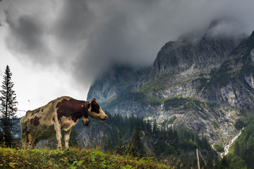 Beautiful view of Alps mountains and a cow on a green grass in Switzerland