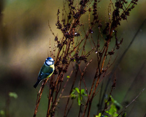blue tit on a branch