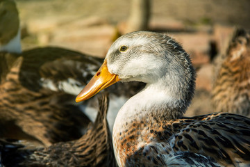Portrait of Young Nakorn Pathom Egg Duck is mallard ducks species native to Thailand on background of husbandry natural animal lifestyle in garden organic farming.