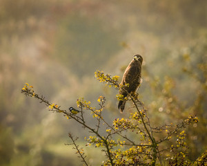 common buzzard