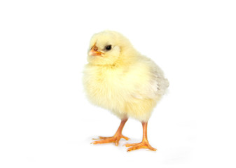 chick from chicken color eggs easter egger isolated on white background.