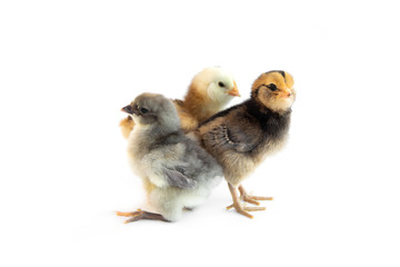 Colorful chicks group from chicken color eggs easter egger and olive egger isolated on white background.