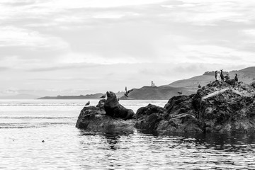 Sea Lion on a Rock