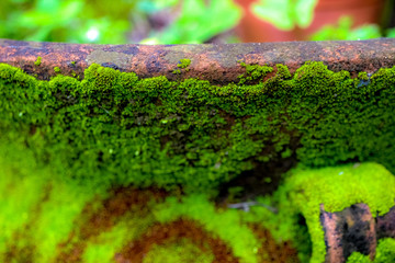 green moss on the pot