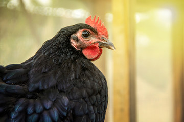 Portrait face Chick of chicken black australorp on background of husbandry natural animal lifestyle in garden organic farming.