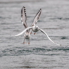 Gulls in Flight