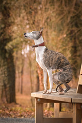 Female of whippet is sitting on bench. She has an order and she waiting for tidbit.