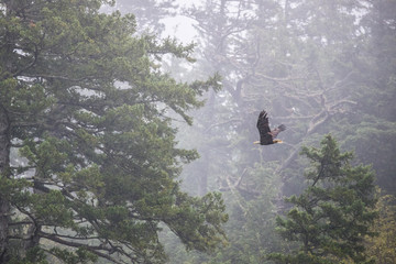 Eagle and the Forest