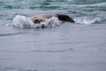 Sea Lion Breaches the Surface