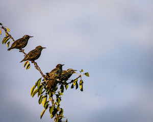 starling on a branch