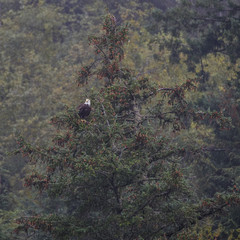 Eagle in the Tree